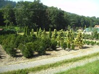 Bild 4 BAUMSCHULE VOGEL in Goldkronach