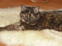 Bild 5 Kleintierpraxis Dr. Matthias Wingfeld in Röttenbach