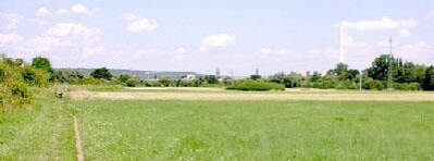 Bild 4 Birnbaum in Erlangen