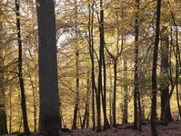 Bild 3 Ruhewald Schloss Tambach e.K. in Weitramsdorf