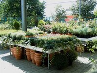 Bild 9 Gärtnerei Schmidt in Ebensfeld