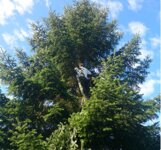 Bild 1 Bäume und Sträucher Martin Mottier in Nürnberg