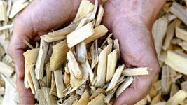 Bild 1 Fink in Michelsneukirchen