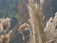 Bild 3 Scholl Dach GmbH in Nürnberg