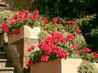 Bild 1 Blumen Wendler in Hersbruck