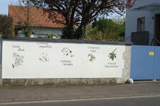 Bild 3 Tauber-Bachmann