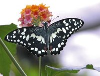 Bild 1 Maiberger in Stockstadt a.Main