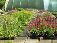 Bild 5 BAUMSCHULE VOGEL in Goldkronach