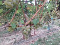 Bild 10 Weingut Scherer in Großwallstadt