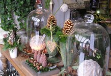 Bild 1 Die Blume in Ebelsbach