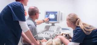 Bild 9 Tierärztliche Praxis für Kleintiere Dr. med. vet. Uwe Reinhard in Lauf