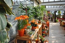 Bild 4 Blumen Gerstenlauer in Veitsbronn