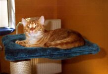 Bild 6 Emmas Katzenparadies in Regensburg