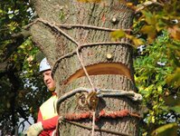 Bild 6 A.R.C.Tec Baumgutachten, Baumpflege in Petersaurach