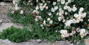 Bild 5 Schramm in Ochsenfurt