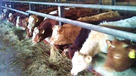 Bild 6 Rotter Hofladen Ritzmannshof in Fürth