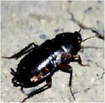 Bild 5 Knöchlein Kammerjäger in Nürnberg