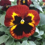 Bild 5 Andreas Lang in Wiesentheid