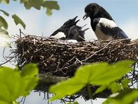 Bild 6 Hänel in Saal a.d.Donau