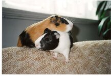 Bild 9 Kleintierpraxis Dr. Matthias Wingfeld in Röttenbach