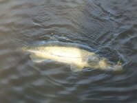 Bild 43 Stefans Angelshop in Regensburg