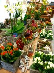 Bild 8 Blumen und Schönes in Kirchehrenbach