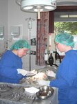 Bild 8 Tierärztliche Praxis für Kleintiere | Dr. med. vet. Angelika Ranzinger in Regensburg