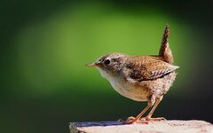 Bild 1 Zaunbau Guckel in Würzburg