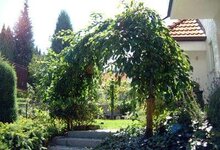Bild 10 Günther Lauger Garten- u. Landschaftsbau in Forchheim