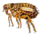 Bild 3 Knöchlein Kammerjäger in Nürnberg