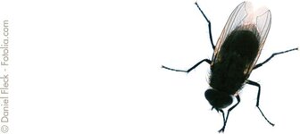 Bild 1 Insektenschutz in Estenfeld