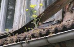 Bild 1 Ameis in Schwarzenbruck