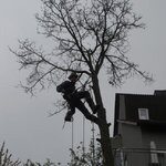 Bild 4 Tilia Baumpflege GmbH & Co. KG in Esselbach