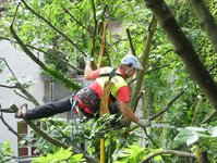 Bild 3 A.R.C.Tec Baumgutachten, Baumpflege in Petersaurach