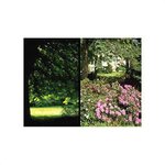 Bild 1 Baum Grün in Oberasbach