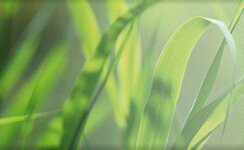 Bild 1 Trunk in Bischberg