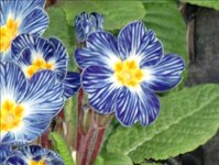 Bild 5 Blumen Wendler in Hersbruck