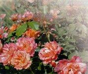 Bild 4 Bayerl in Falkenstein