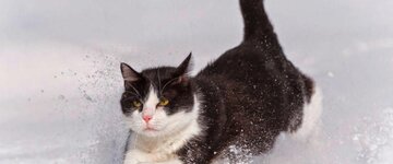 Bild 10 Tierärztliche Praxis für Kleintiere Dr. med. vet. Uwe Reinhard in Lauf