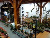 Bild 6 Blumen und Schönes in Kirchehrenbach