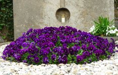 Bild 4 Friedhofsgärtnerei Götz GmbH in Würzburg