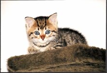 Bild 3 Kleintierpraxis Dr. Matthias Wingfeld in Röttenbach