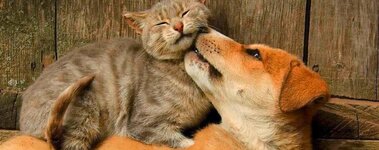 Bild 6 Tierärztliche Praxis für Kleintiere Dr. med. vet. Uwe Reinhard in Lauf