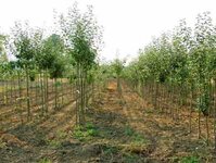 Bild 4 ObstbaumSchmitt in Poxdorf