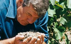 Bild 3 Störrlein in Randersacker