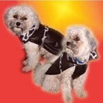 Bild 4 www.ihr-hundefriseur.de in St. Egidien