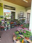 Bild 8 Blumenhaus am Anger, Inh. Adelheid Luckner in Neukirchen/Pleiße