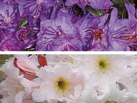 Bild 1 Nake in Tharandt