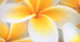 Bild 1 Kosmetik und Fußpflege Beger in Dresden