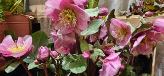 Bild 8 Blumengeschäft Blattmaus Manuela Paul in Görlitz